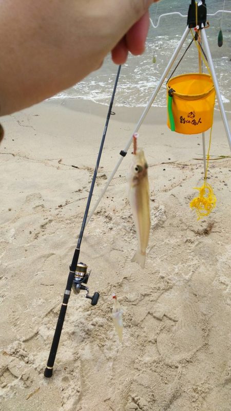 宮津江尻でピンギスラッシュ